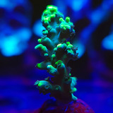 Acropora Austera Banana - Para Aquário Marinho - Sps