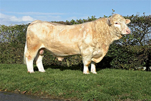 Semen Bovino Charolais - Badian