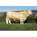 Semen Bovino Charolais - Badian