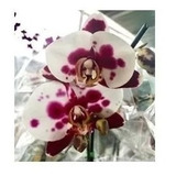 10 Mudas Orquídeas De Holambra