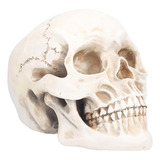 Cráneo Humano De Tamaño 1