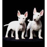 Cachorros Bullterrier   Premium      171