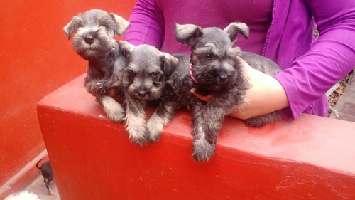 Cachorros Schnauzer Miniatura Vacunados Sanos