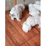 Hermosas Cachorras Hembritas Poodle Micro Toy