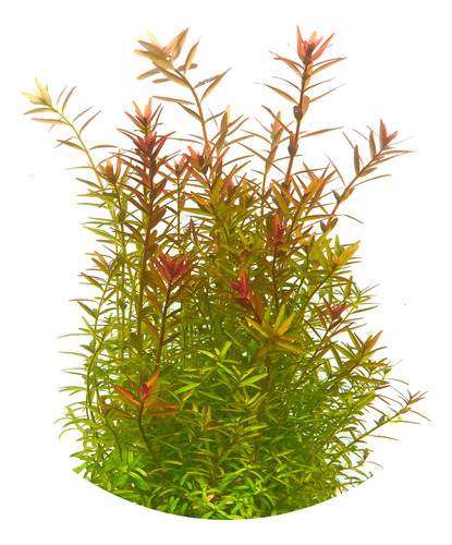 Rotala Rotundifolia Planta Tallo Acuática Natural Acuario