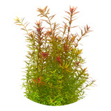 Rotala Rotundifolia Planta Tallo Acuática Natural Acuario