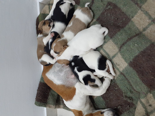 Cachorros Jack Russell 