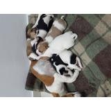 Cachorros Jack Russell 