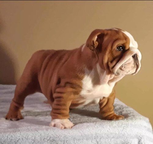 Bulldog Ingles Hermosos Gorditos Cachorros La Mejor Calidad