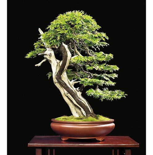 Semillas De Cedro Japones Bonsai 10 Semillas