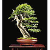 Semillas De Cedro Japones Bonsai 30 Semillas