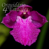 Orquídea Isabelia Pulchella - Adulta - Porte Micro