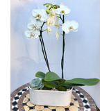 Orquídeas Phalaenopsis En Maceta De Cerámica Blanca Arreglo