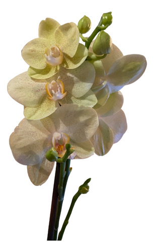 Orquídea Phalaenopsis 1 Vara 