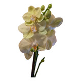 Orquídea Phalaenopsis 1 Vara 