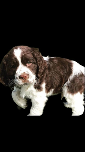 Cachorro Springer Spaniel Ingles, Pedigree