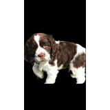 Cachorro Springer Spaniel Ingles, Pedigree