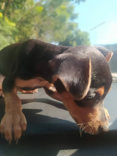 Pinscher Miniatura