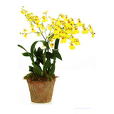 Orquídea Oncidium Chuva De Ouro ( Adulta )