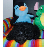 Lindo Cachorrito French Poodle Minitoy Negro Ve Fotos