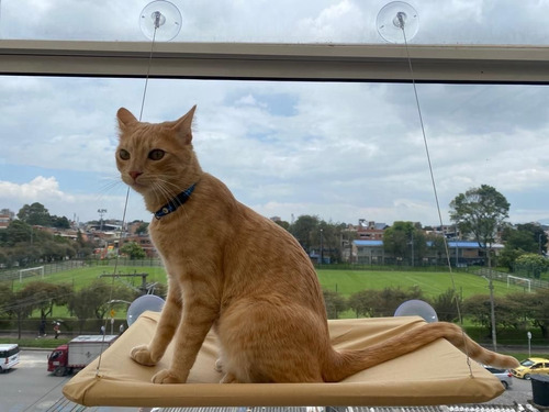 Cama Colgante Para Gato