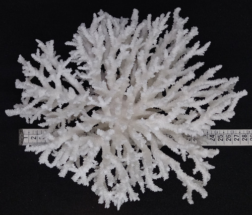 Coral Marino Caracol Concha Pez Pecera Baño
