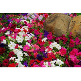 50 Semillas De Petunias Enanas Mix Colores, Cubresuelo 