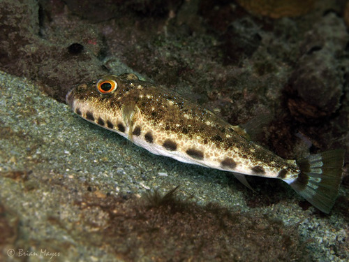 Combo Peixe Marinho Baiacu Canthigaster + Baiacu Pinima