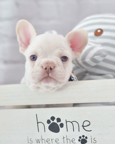 Hermoso Bulldog Frances Blanco Cachorro Macho 