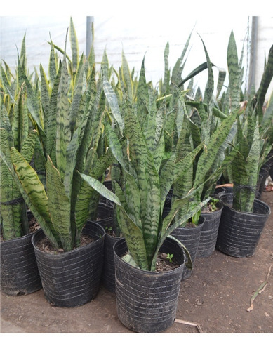 Sansevieria - Lengua De Suegra - Espada De San Jorge.