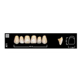 Dientes Vivodent Ivoclar Color 5 B 320 Novacekdental