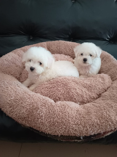 Cachorros Bichon Frise Puros Con Fca