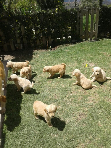 Golden Retriever Cachorros