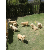 Golden Retriever Cachorros