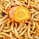 1000 Larvas Vivas Tenebrio Molitor - Envio Transportadora