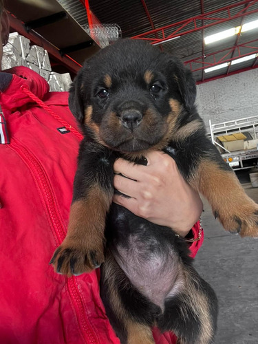 Cachorro Rottweiler