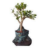 Bonsai Árbol De Jade .