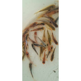 Carpa Koi 4/5cms Variedad De Colores