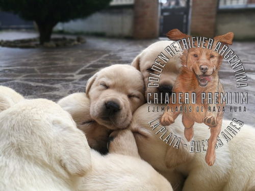 Cachorros Labrador Beige Y Dorados 100% Puros, Robustos =