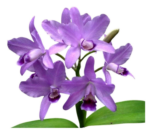 Orquídea Cattleya Bowringiana Coerulea - Planta Pré Adulta