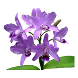 Orquídea Cattleya Bowringiana Coerulea - Planta Pré Adulta