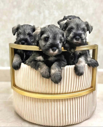 Cachorros Schnauzer Bellos