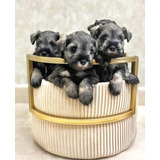 Cachorros Schnauzer Bellos