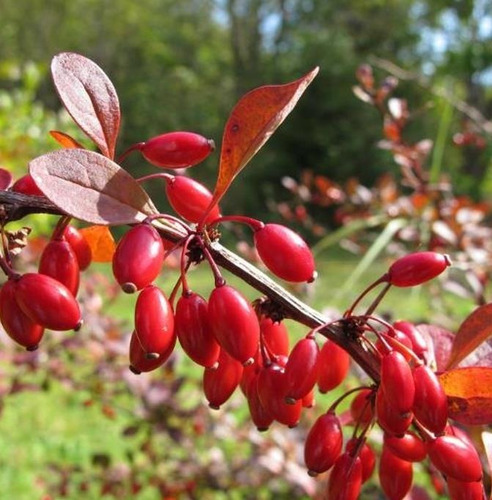 Sementes Uva Dos Jardins Frutas E Flores Berberis P / Mudas