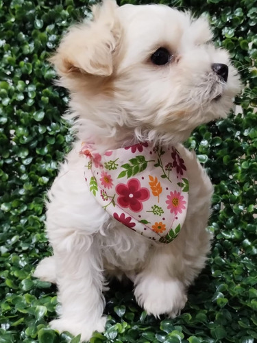 Maltipoo 