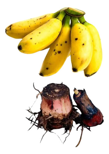 10 Mudas De Banana Ouro (rizomas)