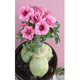 Adenium Rosa Del Desierto Rosita