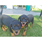 Cachorros Rottweiler 