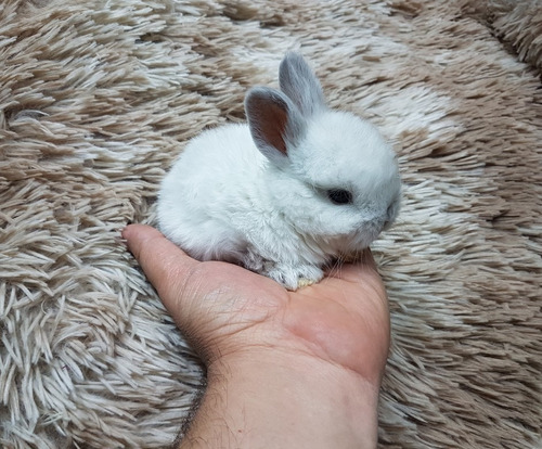 Coelho Anao Netherland  Dwarf 