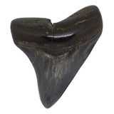 Espécimen De Diente De Tiburón Fósil Megalodón - 1 Pieza